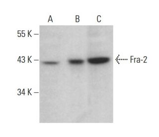 Fra2 Antibody (G-5) - Western Blotting - Image 376172