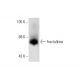 fractalkine Antibody (A-9) - Western Blotting - Image 72889 