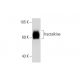 fractalkine Antibody (A-9) - Western Blotting - Image 72890