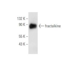 fractalkine Antibody (B-1) - Western Blotting - Image 59401