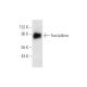 fractalkine Antibody (B-1) - Western Blotting - Image 59401