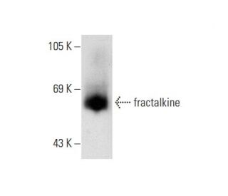 western blotting image from recommended fractalkine (A-9) monoclonal antibody replacement. Image 72889