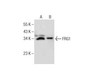 FRG1 Antibody (C-5) - Western Blotting - Image 260720 