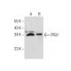 FRG1 Antibody (C-5) - Western Blotting - Image 260720 