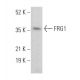 FRG1 Antibody (C-5) - Western Blotting - Image 374360