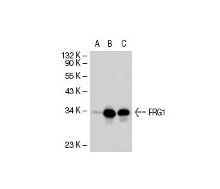FRG1 Antibody (L-07) - Western Blotting - Image 36608 