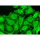 frizzled-1 Antibody (E-7) - Immunofluorescence - Image 370617 