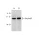 frizzled-1 Antibody (E-7) - Western Blotting - Image 300613