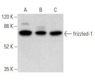 western blotting image from recommended frizzled-1 (E-7) monoclonal antibody replacement. Image 354867