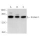 western blotting image from recommended frizzled-1 (E-7) monoclonal antibody replacement. Image 354867
