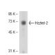 frizzled-2 Antibody (K19R) - Western Blotting - Image 51775