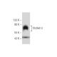 frizzled-3 Antibody (C-1) - Western Blotting - Image 153970 
