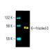 frizzled-3 Antibody (C-1) - Western Blotting - Image 395839