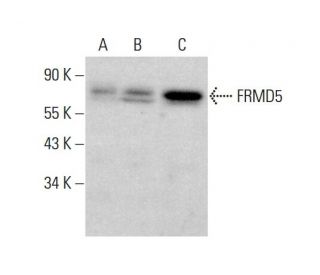FRMD5 Antibody (D-8) - Western Blotting - Image 384358 
