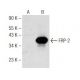 western blotting image from recommended FRP-2 (C-4) monoclonal antibody replacement. Image 142521