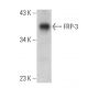 FRP-3 Antibody (B-5) - Western Blotting - Image 359978