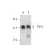 western blotting image from recommended FRP-3 (B-5) monoclonal antibody replacement. Image 319594