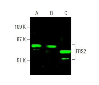 western blotting image from recommended FRS2 (A-5) monoclonal antibody replacement. Image 378866