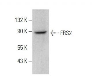 FRS2 Antibody (A-5) - Western Blotting - Image 378477