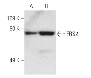 FRS2 Antibody (A-5) - Western Blotting - Image 3060