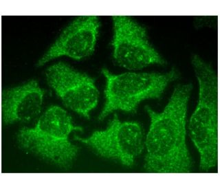 FSD2 Antibody (C-5) - Immunofluorescence - Image 296837 