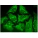 FSD2 Antibody (C-5) - Immunofluorescence - Image 296837 