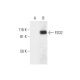 FSD2 Antibody (C-5) - Western Blotting - Image 290953 