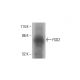 FSD2 Antibody (C-5) - Western Blotting - Image 412128