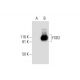 FSD2 Antibody (H-11) - Western Blotting - Image 292042 