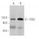 FSD2 Antibody (H-11) - Western Blotting - Image 367159