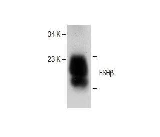 western blotting image from recommended FSH&beta; (C-12) monoclonal antibody replacement. Image 150648
