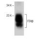 western blotting image from recommended FSHβ (C-12) monoclonal antibody replacement. Image 150648
