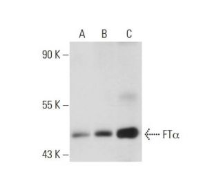 FTα Antibody (IB7) - Western Blotting - Image 129348