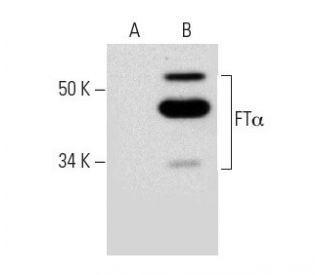 FT&alpha; Antibody (B-1) - Western Blotting - Image 289816 