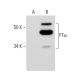 FTα Antibody (B-1) - Western Blotting - Image 289816 
