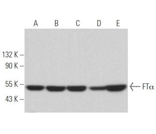 western blotting image from recommended FT&alpha; (D-5) monoclonal antibody replacement. Image 364518