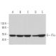 western blotting image from recommended FTα (D-5) monoclonal antibody replacement. Image 364518