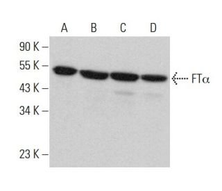 FT&alpha; Antibody (IB7) - Western Blotting - Image 383295 