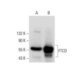 FTCD Antibody (C-1) - Western Blotting - Image 305688 