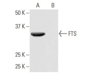 FTS Antibody (KK-L5) - Western Blotting - Image 64942 