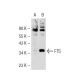 FTS Antibody (KK-L5) - Western Blotting - Image 125779