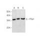 FTSJ1 Antibody (B-2) - Western Blotting - Image 287831 