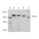 FTSJ1 Antibody (B-2) - Western Blotting - Image 378015 