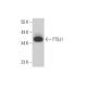 FTSJ1 Antibody (B-2) - Western Blotting - Image 378018