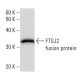 FTSJ2 Antibody (2372C6a) - Western Blotting - Image 47955