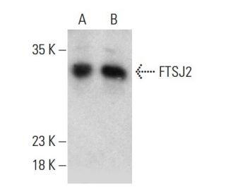 FTSJ2 Antibody (2372C6a) - Western Blotting - Image 385119 