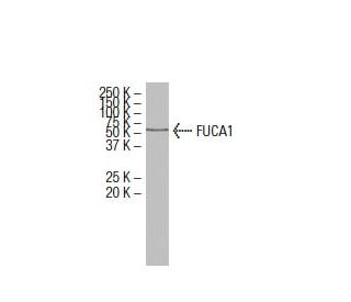 FUCA1 Antibody (14-J2) - Western Blotting - Image 33904
