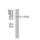 FUCA1 Antibody (14-J2) - Western Blotting - Image 33904