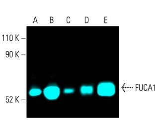 FUCA1 Antibody (G-12) - Western Blotting - Image 402187 