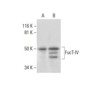 FucT-IV Antibody (A-10) - Western Blotting - Image 291985